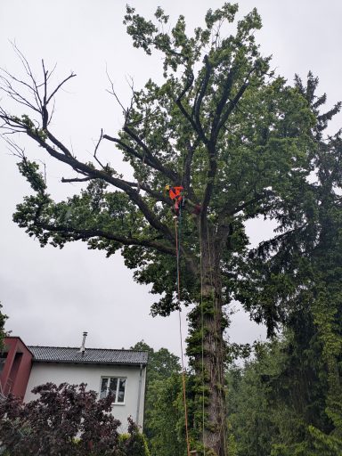 Gärtner schneidet einen großen Baum mit grünen Blättern und sichtbaren Ästen.